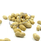 Putnu barība zemesrieksti