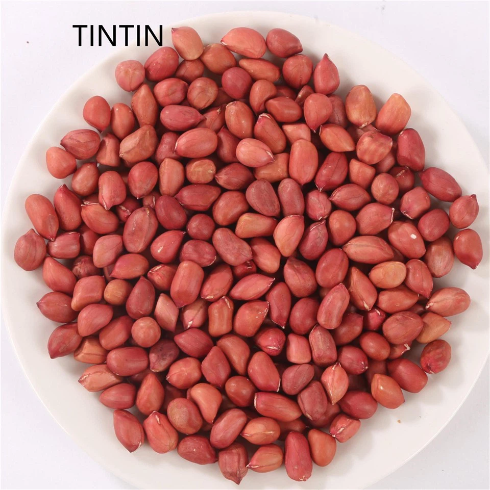 Kodoli Augsta kvalitāte Augstākā pakāpe Vislabāk pārdotie dabīgie zemesrieksti sarkanā miza neapstrādāti zemesrieksti Kodols pieejams eksportam