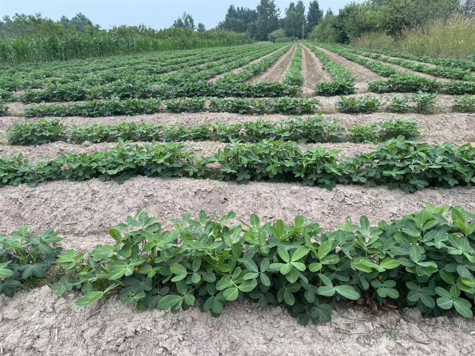 _20260621160513_681_277.jpg _20260621160513_681_277.jpg
