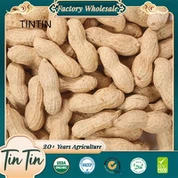 Zemas kvalitātes un izcilas kvalitātes ķīniešu grauzdēti zemesrieksti čaumalā