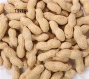 Vairumtirdzniecība augstas kvalitātes ķīniešu grauzdēti zemesrieksti čaumalā