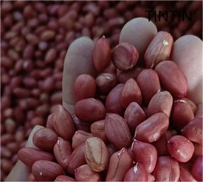 Vairumtirdzniecība 100% dabīgi un labākās kvalitātes ķīniešu sarkanās ādas zemesriekstu kodoli